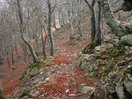 Al otro lado de los rasos, el camino me introdujo en un pequeño hayedo y me llevó, en suave bajada, a rodear la cabecera del Arroyo Matzegui.