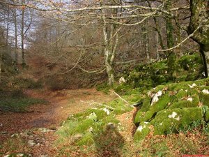 A continuación, ascendí en diagonal por la ladera de ese lado, poblada de helechos. Tras rodear un cancho por su base, la senda cambió de dirección al alcanzar un rellano en la ladera sur del Alleko, poblado por un hayedo en el que surgen peñas calizas cubiertas de musgo.