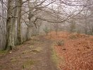 ...horizontal la ladera oriental del pico, hasta la loma que lo une con el núcleo principal de Aralar y por donde discurre el límite entre Guipúzcoa y Navarra, aparte de la senda que me iba guiando.