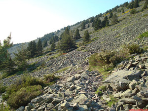 10- Por esta ladera pedregosa y entre dispersos pinos, voy avanzando.