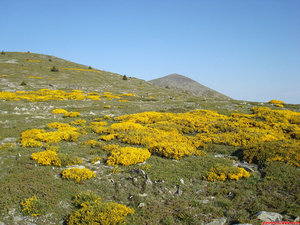 14- Tras girar a la derecha en el Collado de Bellido, avanzo por la ancha loma, con vistas sobre el Pico Morca.