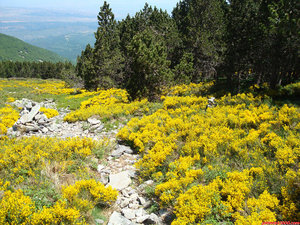 27- Tras dejar atras el Collado de Castilla y en llegar a este punto, tomo la senda que sale a mi derecha, señalizada con un hito.