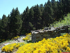 28- Dejo a mi derecha las ruinas de lo que debío de ser una cabaña y me interno en el pinar.