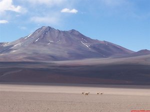 Vicuñas