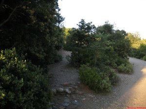 FOTO 1:

La pista asfaltada (mà dreta) porta al coll d Eres (GR.5), el caminet que surt a mà esquerra porta directament al Montcau (és el camí més clàssic per pujar-hi). Hem d agafar el caminet de l esquerra que puja dret cap al Montcau. /

/ La pista asfaltada (mano derecha) lleva al collado de Eres (GR.5), el caminito que sale a mano izquierda lleva directamente al Montcau (es el camino clásico de subida). Debemos coger el caminito de la izquierda que sube drecho hacia el Montcau.