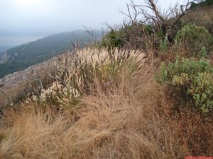 FOTO 12: L herba trepitjada ens indicará la proximitat del sender que agafant direcció Sud puja al cim del Montcau. / / La hierba pisada nos indicará la proximidad del sendero que cogiendo dirección Sur sube a la cumbre del Montcau.