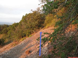 FOTO 3: En aquest punt (del sender que acabem d agafar i que entra al bosc) es fàcil desorientarse i seguir recte, seguiu la direcció de la fletxa blava. Després d aquest punt el camí agafa direcció Sud. / / En este punto (del sendero que acabamos de coger y que se interna en el bosque) es fácil desorientarse y seguir recto, seguid la dirección de la felcha azul. Después de este punto el camino coge dirección Sur.