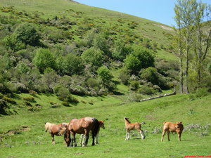 3.-Felices habitantes del Hoyo de la Barguilla