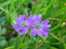 Y como el día está precioso y es propicio para ello unas bonitas fotos a flocerillas