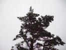 13- Los árboles estaban bien cargados, y de vez en cuando se podia oir que las ramas no aguantaban tanto peso y la nieve caia