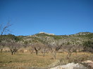 La Caixa desde los campos de cultivo del llano