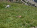 En el Valle del Forcau, las marmotas campan a sus anchas.