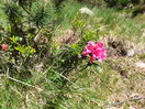 la flor del rododendro...