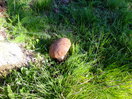 un Cep (Boletus edulis) muy pronto a salido este año