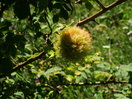 Agalla de una gabardera (rosal silvestre), 16:09min.