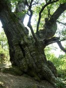 29.- El Roblón. Es un magnífico ejemplar, aunque bastante castigado.