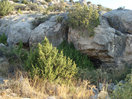 13- Las visibles sabinas, ocultan totalmente la boca de entrada de la Cueva de los Sillares I.