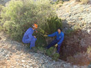 12- Tras atar la cuerda al tronco del pequeño olivo, nos disponemos a descender.