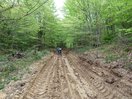 Empieza el barro, estaban sacando madera.