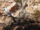 Las gaviotas nos miran  temiendo por sus polluelos.