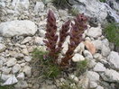 No solo la fauna es peculiar en este lugar, también lo es la flora.