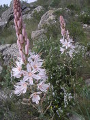 Bonitas flores que encontramos entre tanta piedra.