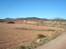 13- Con vistas a la izquierda, de la Peña Tambora, Cabeza del Galiano y Cabezo Satamón, continuamos entre almendros y campos de labor.