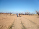 27- Ahora, lo hacemos entre almendros.