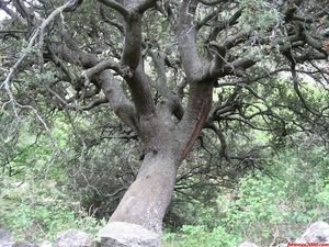 CURIOSO ÁRBOL INCLINADO A LA DERECHA DEL RECORRIDO