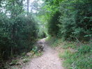 El Camino del Turieto, ya por el Valle de Ordesa. Pinos, abetos, hayas, sotobosque de boj...: Pirineos.